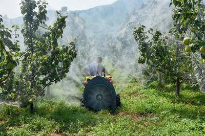 陳區鎮精心打造“一鎮一業”推進黃梨產業提檔升級，助力養生保健食品發展